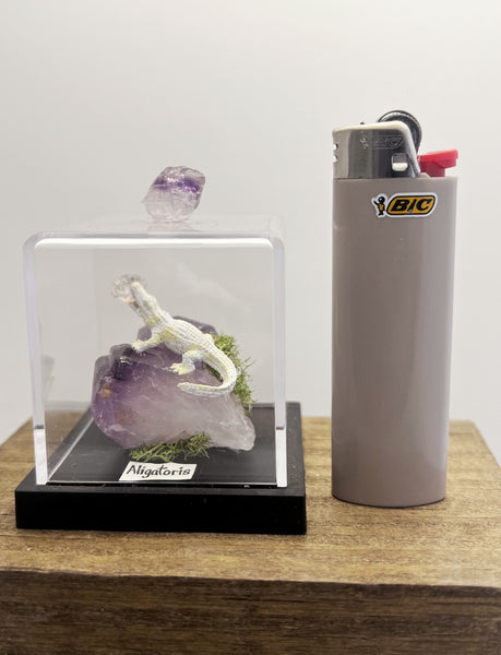 Alligatorus Specimen