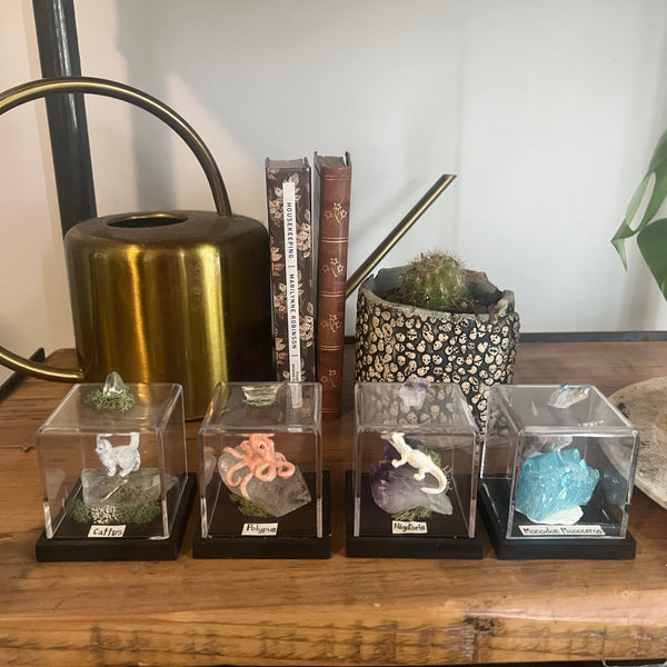 Alligatorus Specimen