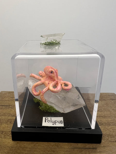 Polypus Specimen